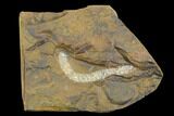 Paleocene Fossil Flower Stamen (Palaeocarpinus) - North Dakota #97942-1